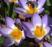 Dunkle Bienen auf Krokussen